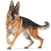 German Shepherd Dogs HD Wallpaper Theme