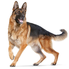 German Shepherd Dogs HD Wallpaper Theme-icoon