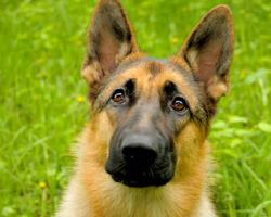 Chiens de berger allemand HD fond d'écran capture d'écran 3