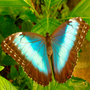 Imagenes de Mariposas APK