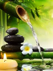 HD Bamboo wallpaper アプリダウンロード