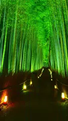 HD Bamboo wallpaper アプリダウンロード