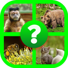 Animals quiz game ( Guess Animal game ) আইকন