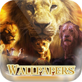 Le Lion 2019 Fond d'écran HD