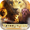 Le Lion 2019 Fond d'écran HD APK