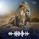 Lion sounds Ringtones