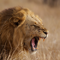 Lion Sounds