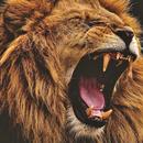 Lion Wallpaper APK