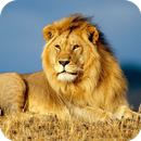 Lion HD Wallpaper APK