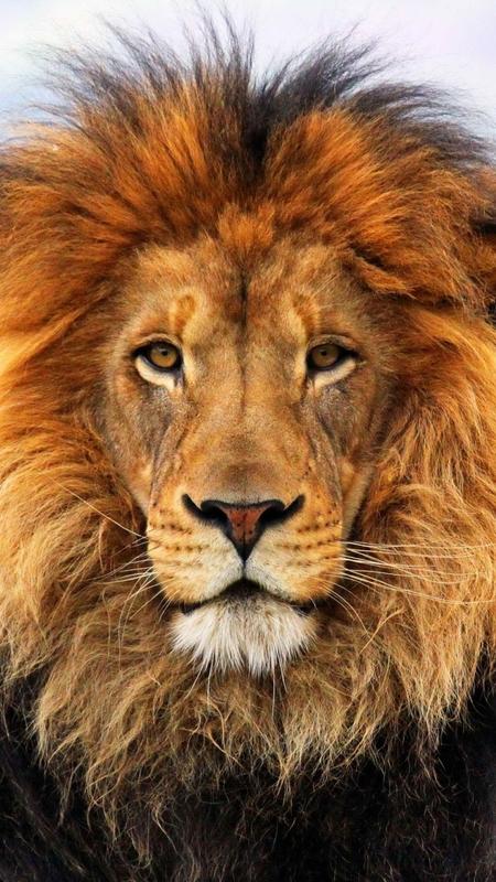 Lion Hd Wallpaper For Android Apk Download