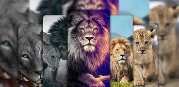 Lion Wallpaper