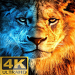 Lion Wallpapers ikon
