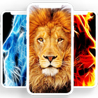 Lion Wallpaper 아이콘