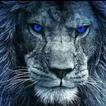 Lion Wallpapers HD