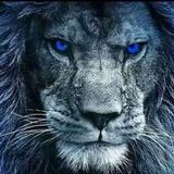 Lion Wallpapers HD आइकन