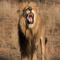 Lion Wallpapers