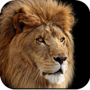 Lion Wallpapers HD APK