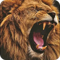 Lion Photo Download