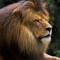 african lions