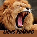 Lions Roaring APK