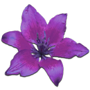 Lilies & Spices sensueel spel APK