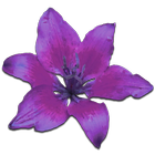 Lilies & Spices sensueel spel icon