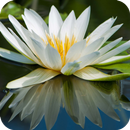 Lily HD Wallpaper APK