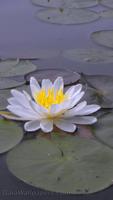 2 Schermata Lily HD Wallpaper