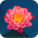 Lily Wallpaper APK