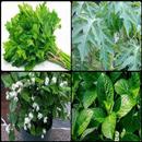 Types of Leaves for Health aplikacja