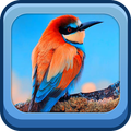 Birds Jigsaw Puzzles