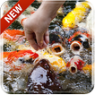 ”Koi Free 3D Live Wallpaper