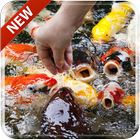 Koi Free 3D Live Wallpaper biểu tượng