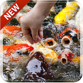 Koi Free 3D Live Wallpaper иконка