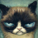 Papel de parede de gato fofo APK