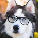 Papel parede cachorro fofo APK