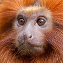 papel de parede animal APK