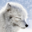 arctic fox wallpaper