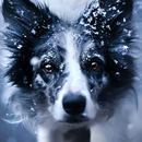 papel de parede border collie APK