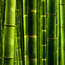 papel de parede de bambu APK