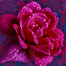wallpaper mawar yang cantik APK