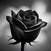 black rose wallpaper