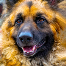 anjing gembala jerman lwp APK