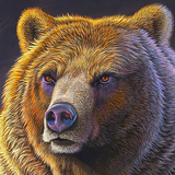 bear wallpaper