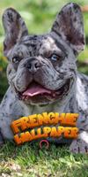français papier peint bulldog Affiche