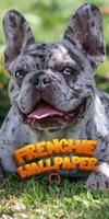 french bulldog wallpaper poster