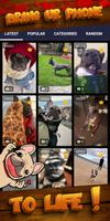 french bulldog wallpaper screenshot 1