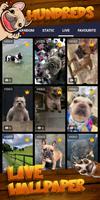 Fransız bulldog duvar kağıdı Ekran Görüntüsü 2