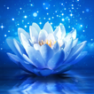 lotus wallpaper icon