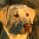 kertas dinding labrador APK